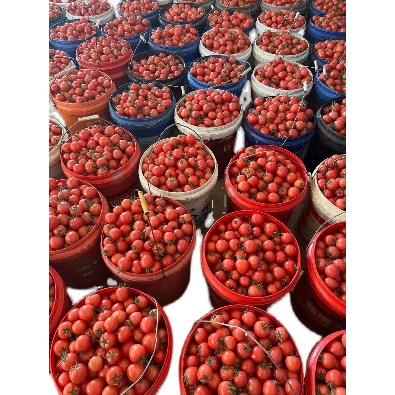 攀枝花千禧小番茄 櫻桃紅小西紅柿引領當季鮮果風潮